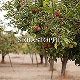 Sebastopol Photo