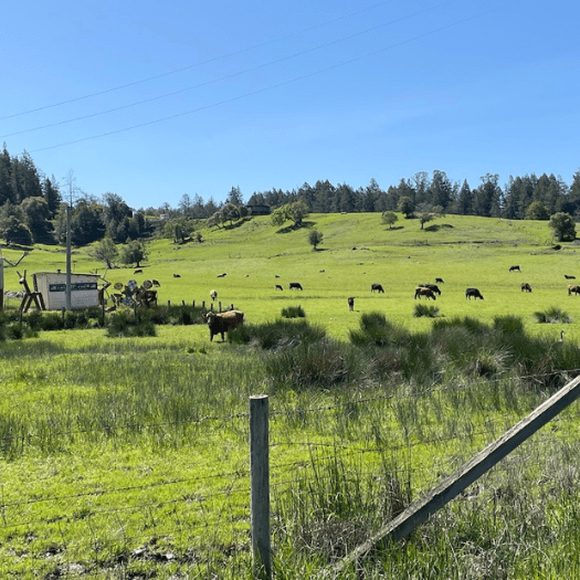 cows grazing-min cows grazing
